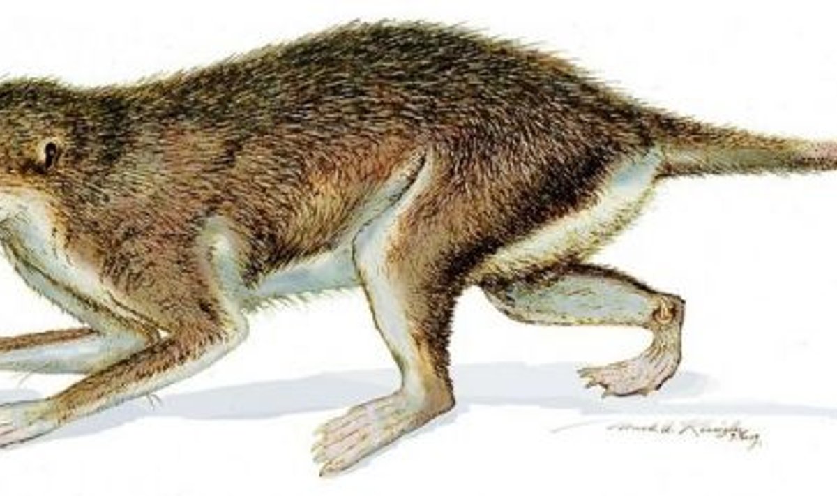 Maotherium asiaticus