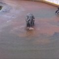 LÕÕGASTAV VIDEO | Südasuvi Tallinna loomaaias - elevandid võtavad vanni