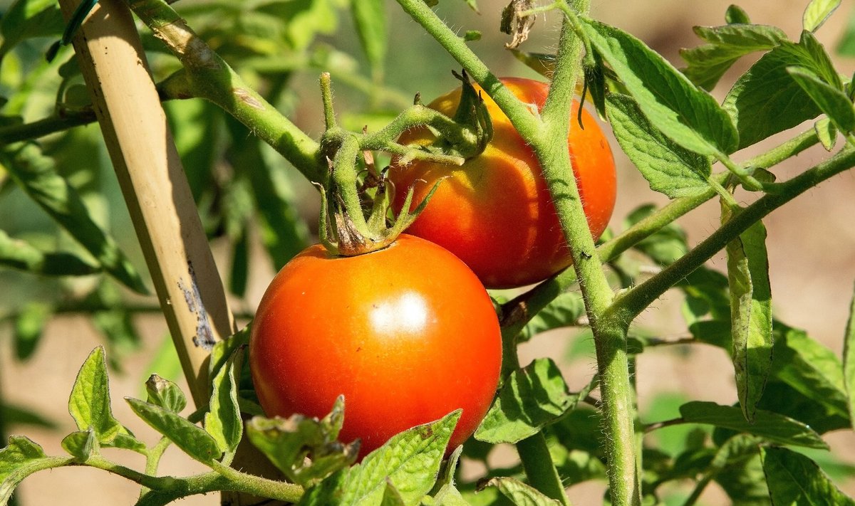 Inglismaal aretatakse muuhulgas tomateid, millele on lisatud D-vitamiini.