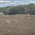 Briti farmerid on oma ajaloole truud – lambaid näeb iga nurga taga