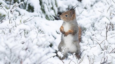 TALVISED FOTOD | Orav pahandab oma pika sabaga