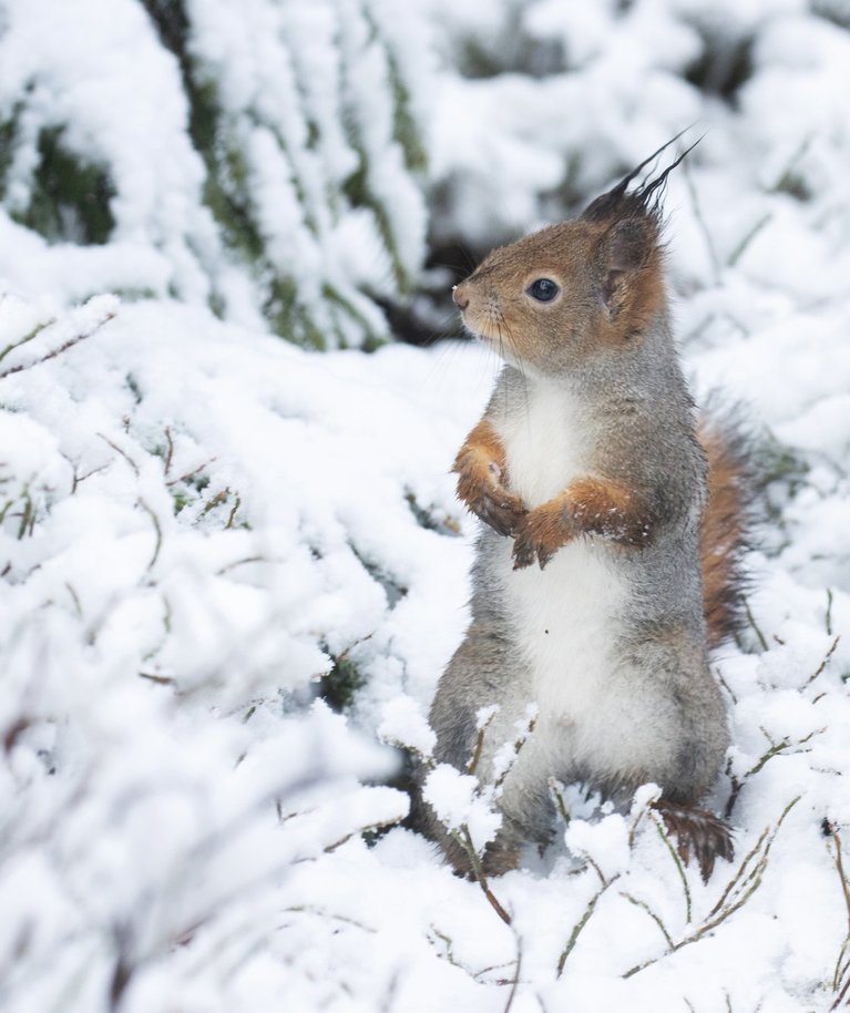 Okaspuu-segamets on oravatele koduks kogu aasta vältel.