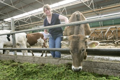 Pildil on Anne Kullamägi 2007. aastal toona valminud uues noorkarjalaudas. Nüüd oleks ta õnnelik, kui saaks kõik oma viimased lehmad müüa elusloomadeks.