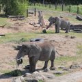VIDEO JA FOTOD | Tallinna loomaaia elevantidele tehakse regulaarselt pediküüri ja nad keelduvad külma vette minemast