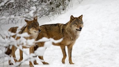 Käes on hundikuu: miks just nüüd on võsavillemeid senisest rohkem näha ja kuulda?