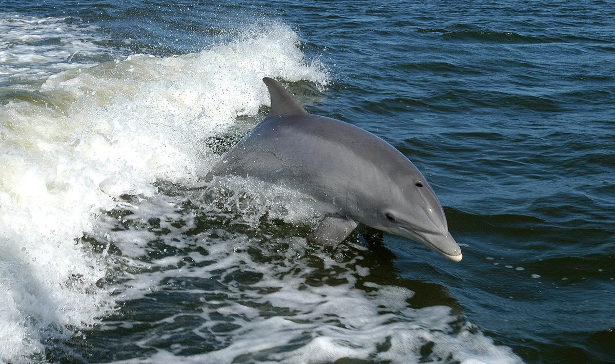 Afaliin ehk laiksilm-delfiin ehk silmikdelfiin