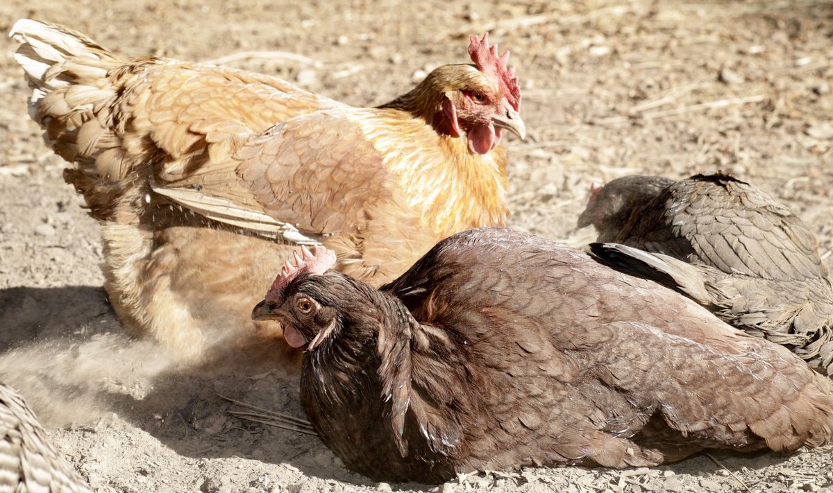 Kanadele meeldib tuha-liivasegus vihelda.