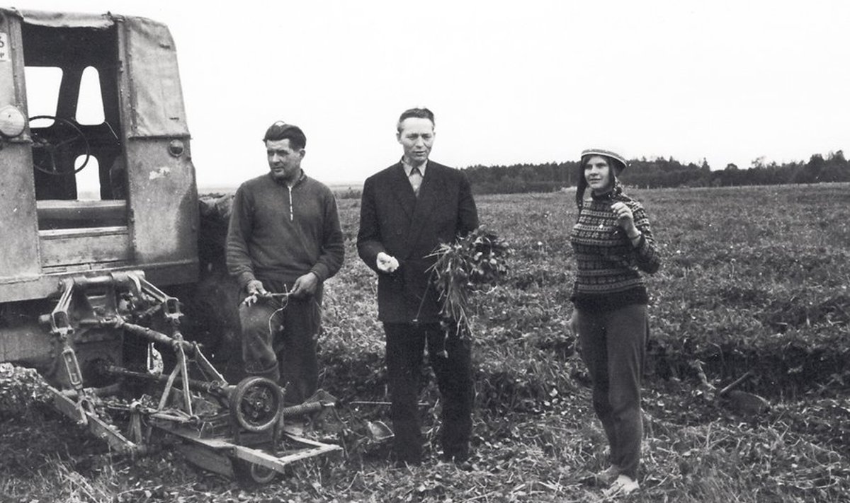 15. juuni 1965:  söödavarumise  algus Pärnu rajooni  Kalevipoja kolhoosis.
