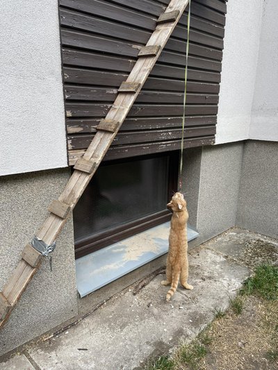 Kass rippus aknast välja