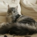 Kassimaailma heasüdamlikud hiiglased: mõned huvitavad faktid main coon tõugu kasside kohta