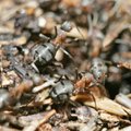Ameeriklased tahavad luua putukaarmee, mis kaitseks USA põllumajandussaadusi