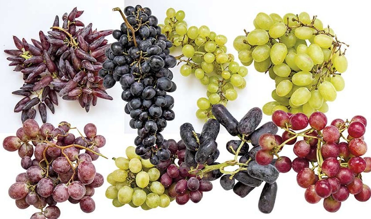 Винные сорта винограда: описание, характеристика, фото | Научные статьи о винограде