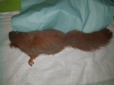 Õismäelt leitud orav