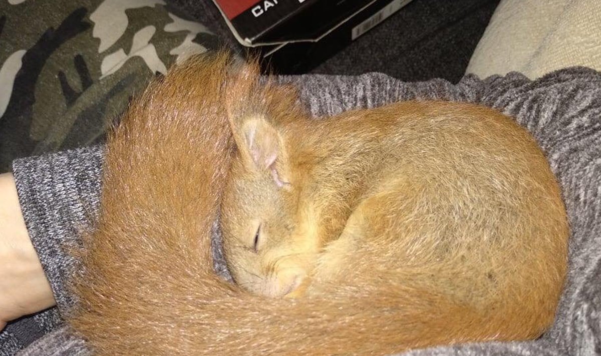 Õismäelt leitud orav