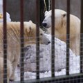 Põnev aeg Tallinna loomaaias: jääkarude õrnuseaeg sai otsa, riffhaid said endale kuulsad nimed