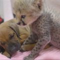Suurimad sõbrad: väike gepard ja koerakutsikas!