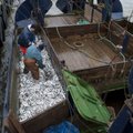 Kalurid saavad hakata püügiandmeid esitama mobiilirakenduses