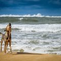 Südantlõhestav: truu koer ootab iga päev rannas kedagi, kes enam ei tule