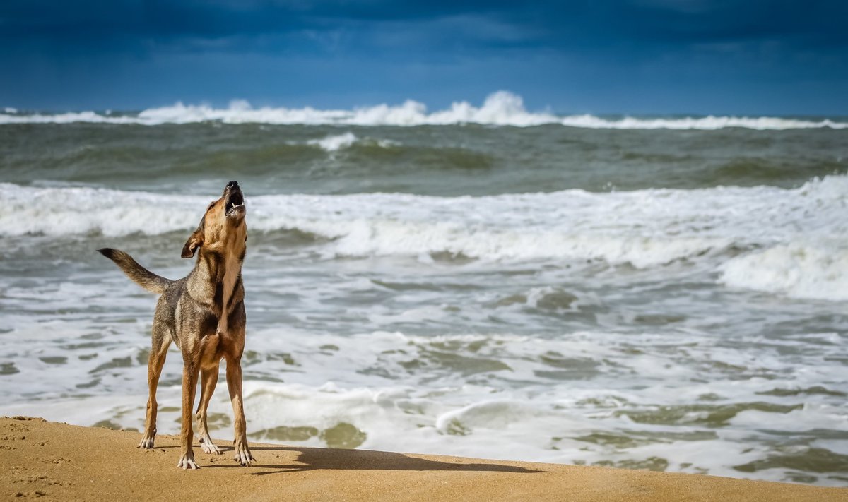 Koer mere ääres (foto on illustreeriv)