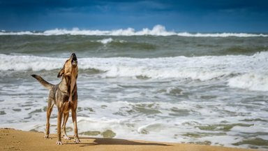 Südantlõhestav: truu koer ootab iga päev rannas kedagi, kes enam ei tule