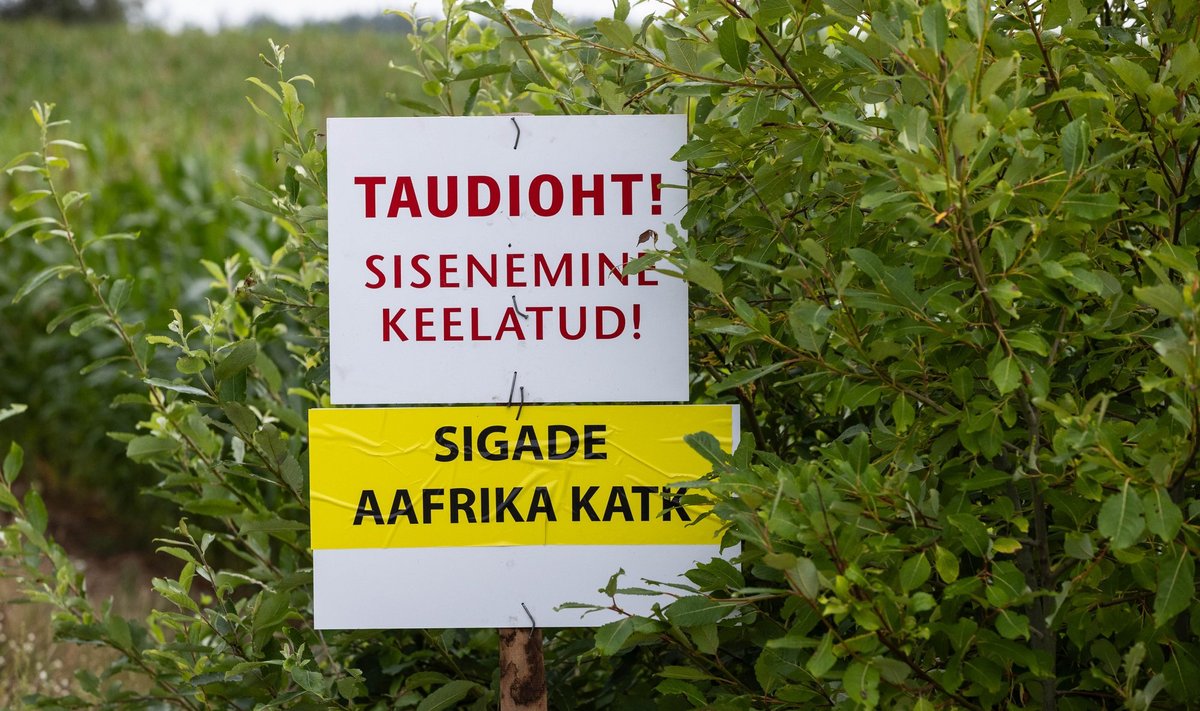 Sigade Aafrika katk Lutsu farmis