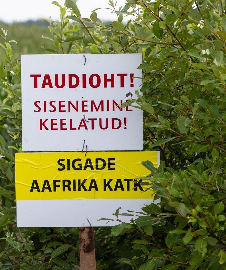 Sigade Aafrika katk Lutsu farmis