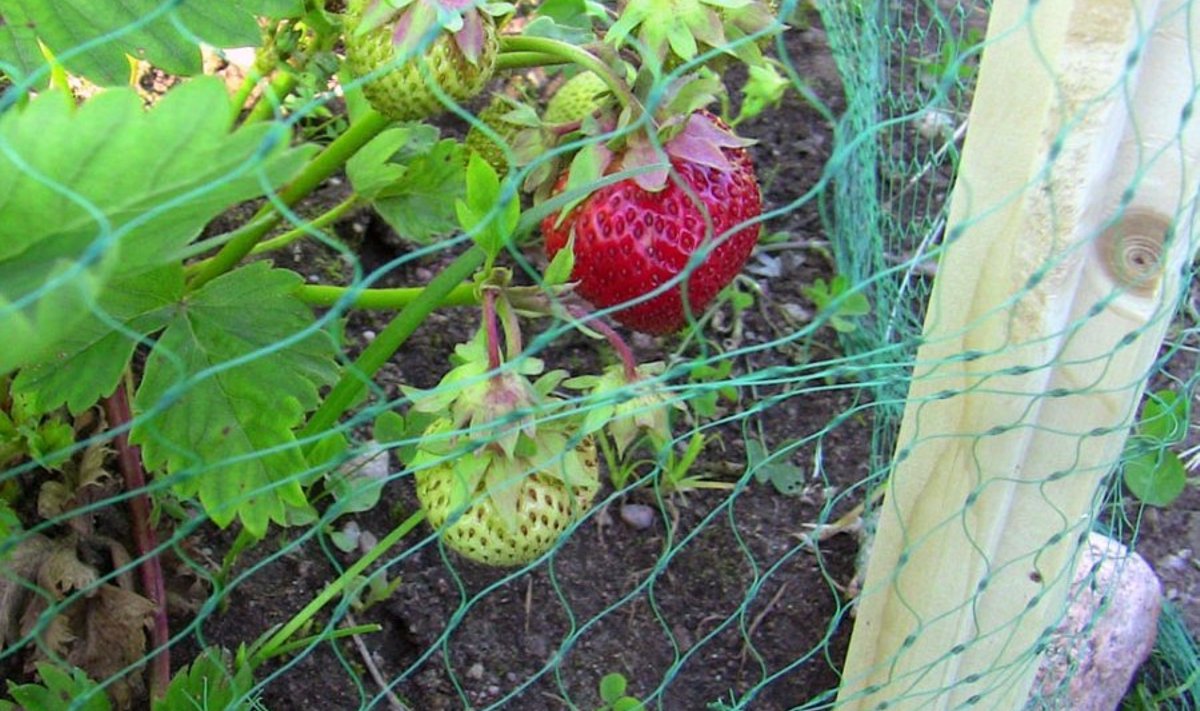 maasikapeenar
