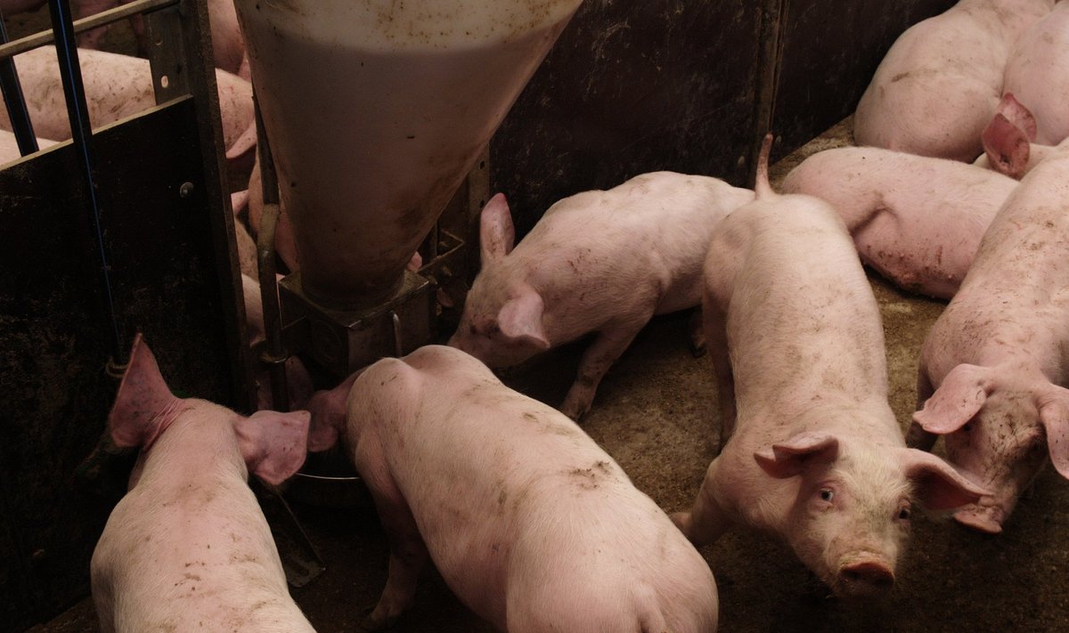 Seakatk levib farmis kiiresti ning seepärast hukatakse ühe haigusjuhu korral kõik farmi loomad.