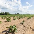 В Эстонии появится Департамент сельского хозяйства и продовольствия