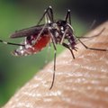 Какие средства помогут в борьбе с комарами, а какие снимут зуд после укуса?