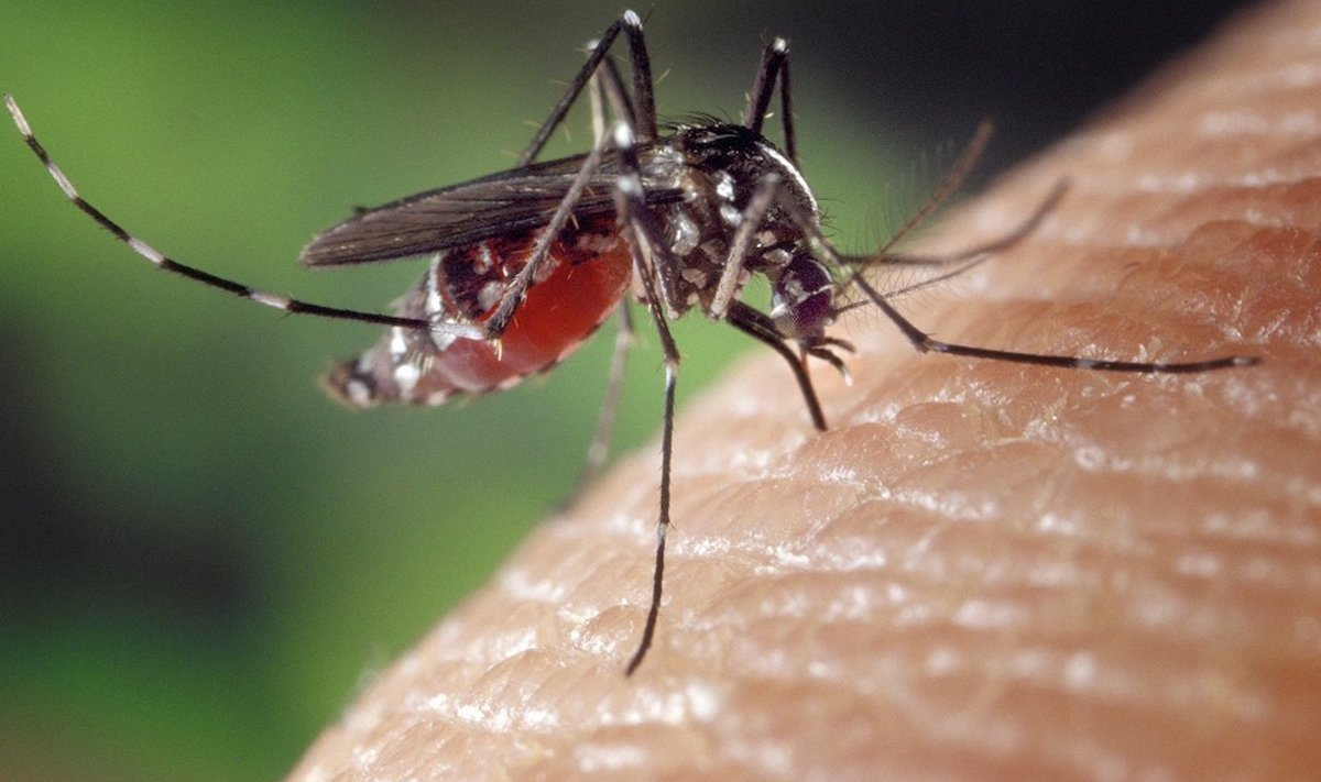 Избежать неизбежного: если встреча с комарами неминуема, то ряд средств «до» и «после» их укусов может облегчить пребывание по соседству с этими насекомыми.