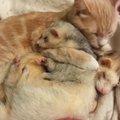 VIDEO: Nunnumeeter põhjas! Vaata, kuidas kass kaht magavat tuhkrut kaisutab