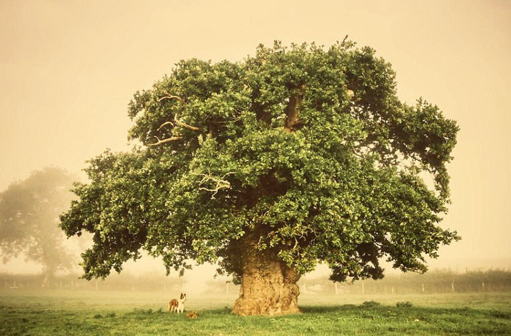 Красивое старое дерево. Дуб парк Фредвилл, Нонингтон, Великобритания. Раскидистая крона дуб. Дуб дерево. Красивое дерево.