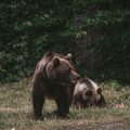 LUGEJA KIRJUTAB | Mahalaskmine ongi karude jaoks loomulik surm