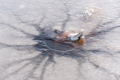 Замерзшая во льду лисица