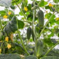 Põhilised nipid, kuidas kasvatada kurke kasvuhoones ja avamaal
