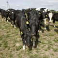Eesti piimakarjad sulavad kokku nagu kevadine lumi: Euroopa ostab suurtes kogustes meie lehmi
