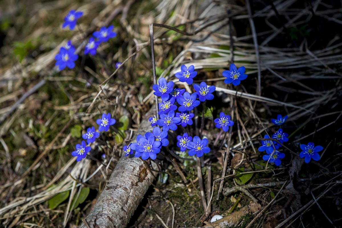 ILMATEADE | Ilm on päikseline ja kuiv, temperatuurid hakkavad tasapisi langema