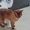 ФОТО | Хозяйка показала кота, выжившего после стирки в машинке