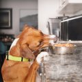 VIDEO | Lendav koer!? Õhtusöögi ootuses koer teeb uskumatult kõrgeid hüppeid