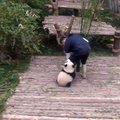 LÕBUS VIDEO | Panda nurub hooldajalt iga hinna eest kallistust