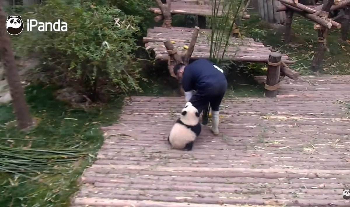 Panda ei jäta jonni