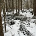 Mets ägab talviste lumekahjustuste all