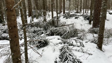 Mets ägab talviste lumekahjustuste all