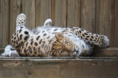 Leopard