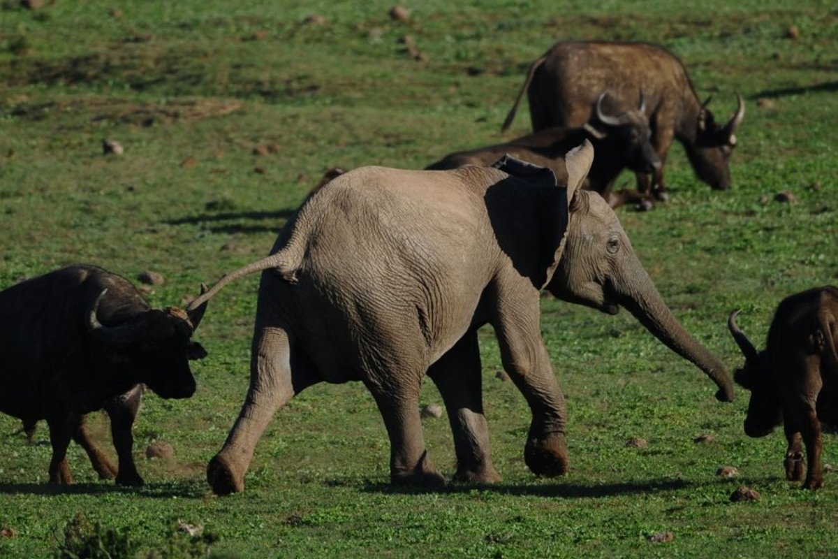 Носороги буйволы слоны обитают. Африканский буйвол и слон.