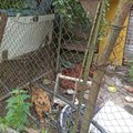 ФОТО | Ужасная история! В Валге хозяин заставляет собаку и кролика жить в мусоре