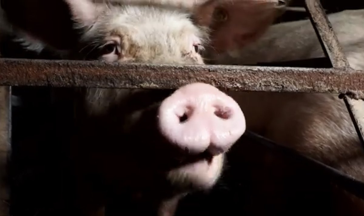 На фермах свиньям, овцам, коровам и курам приходится сталкиваться с жестоким обращением.