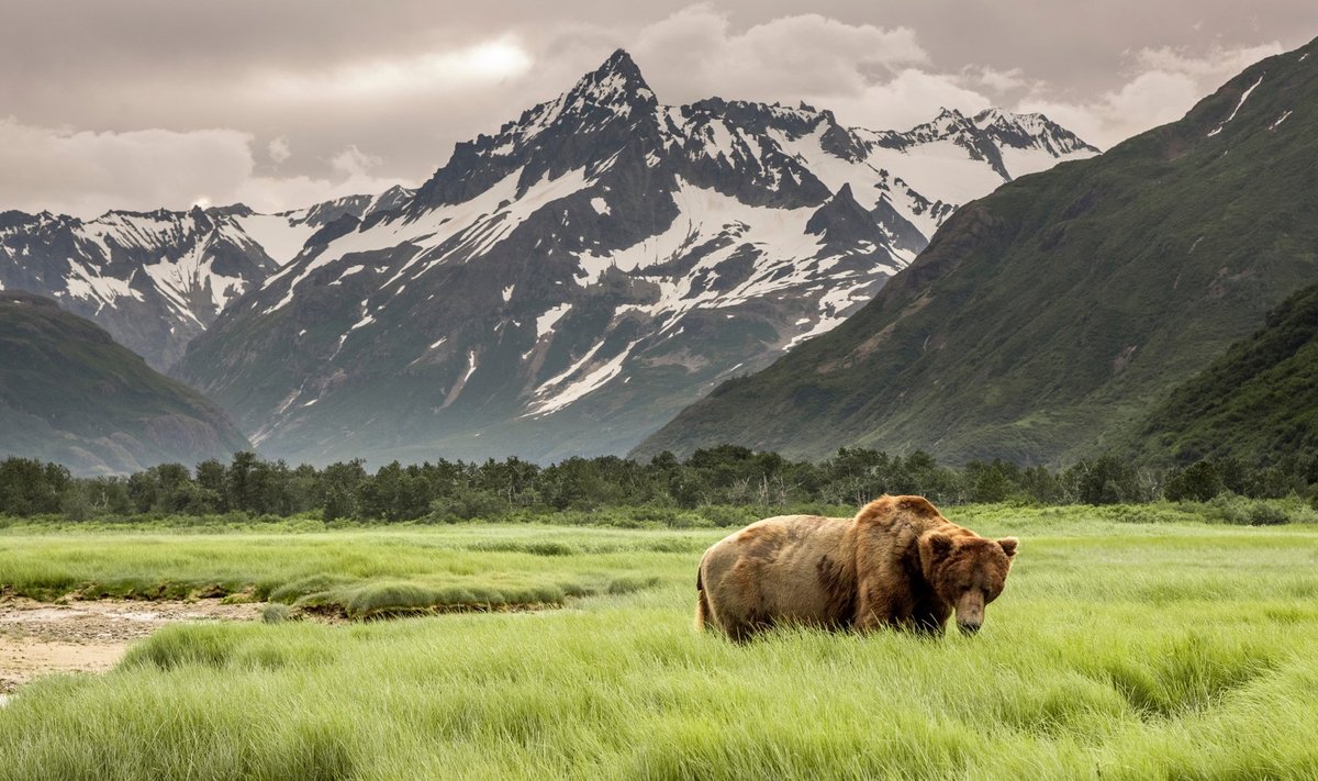 Katmai rahvuspark on tuntud suure pruunkarude populatsiooni poolest