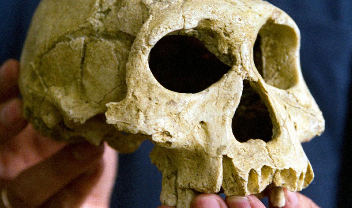 Homo erectuse kolju